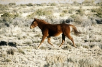 Picture of indian pony in dry landscape and sagebrush, new mexico