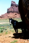 Picture of indian pony standing in the shade of a boulder in monument valley