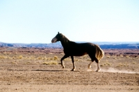 Picture of indian pony trotting in new mexico