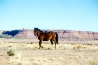 Picture of indian pony walking in a remote area of new mexico