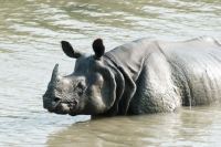 Picture of indian rhino bathing in Asia