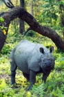 Picture of Indian rhino in Chitwan jungle
