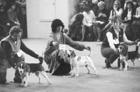 Picture of indoor dog show