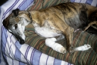 Picture of injured greyhound resting on bed