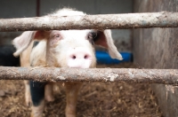 Picture of Inquisitive pig peering through pen