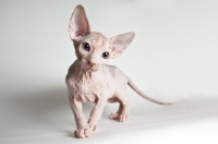 Picture of inquisitive sphynx kitten