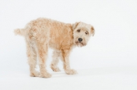 Picture of insecure Soft Coated Wheaten Terrier