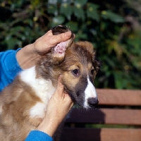 Picture of inspecting borzoi puppy's ears