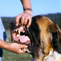 Picture of inspecting the teeth of a st bernard