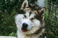 Picture of int bel ch akelaâ€™s song runforfun, alaskan malamute,  portrait