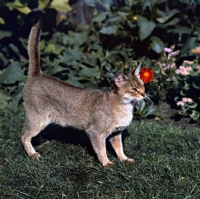 Picture of int ch cenicienta van mariÃ«ndaal, abyssinian cat with tail up