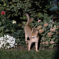 Picture of int ch cenicienta van mariÃ«ndaal, abyssinian cat standing beside bushes