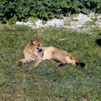 Picture of int ch cenicienta van mariÃ«ndaal  abyssinian cat, meowing, lying on grass