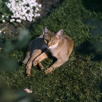 Picture of int ch cenicienta van mariÃ«ndaal abyssinian cat lying down on grass looking up at camera