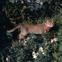 Picture of int ch cenicienta van mariÃ«ndaal abyssinian cat in bushes with flowers