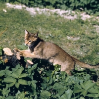 Picture of int ch cenicienta van mariÃ«ndaal abyssinian cat sharpening claws on wood