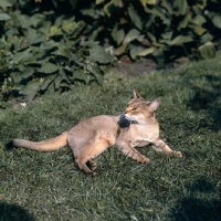 Picture of int ch cenicienta van mariÃ«ndaal abyssinian cat lying on grass