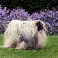 Picture of int ch copplestone pu-zee,  posing pekingese