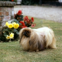 Picture of int ch copplestone pu-zee, pekingese