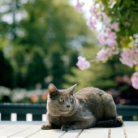 Picture of int ch dasja lefine, russian blue cat