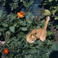 Picture of int ch dockaheems caresse,  red abyssinian cat in garden