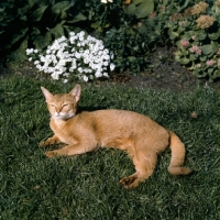 Picture of int ch dockaheems caresse  red abyssinian cat lying down on grass with slit eyes 