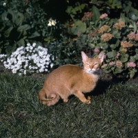 Picture of int ch dockaheems caresse  red abyssinian cat sitting on grass with slit eyes