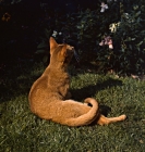 Picture of int ch dockaheems caresse, red abyssinian cat, back view lying in grass