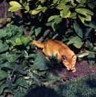 Picture of int ch dockaheems caresse, red abyssinian cat prowling