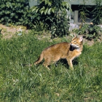 Picture of int ch dockaheems caresse, red abyssinian cat, on grass