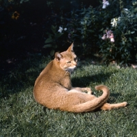 Picture of int ch dockaheems caresse red abyssinian cat lying down on grass