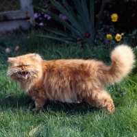 Picture of int ch edwin de rocawin, red tabby long hair cat walking away meowing