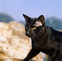 Picture of int ch janosz von asindia, havana cat 