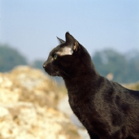 Picture of int ch janosz von asindia, havana cat, head study 