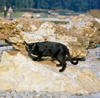 Picture of int ch janosz von asindia, havana cat on rocks