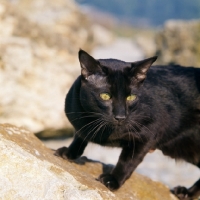 Picture of int ch janosz von asindia, havana cat on a rock