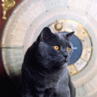 Picture of int ch kabbarps belli, british blue cat in front of dial