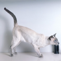 Picture of int ch lilac guy van siana, lilac point siamese cat 