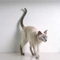 Picture of int ch lilac guy van siana, lilac point siamese cat 