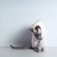 Picture of int ch lilac guy van siana, lilac point siamese cat 