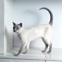 Picture of int ch lilac guy van siana, lilac point siamese cat 