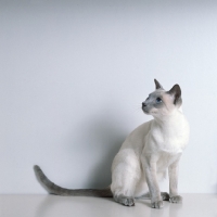 Picture of int ch lilac guy van siana, lilac point siamese cat 