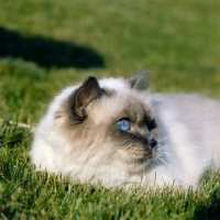 Picture of int ch natty des grandes chapelles, colourpoint cat lying in grass. (Aka: Persian or Himalayan)