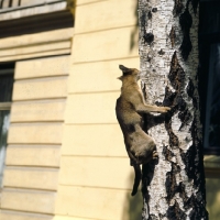 Picture of int ch parkans tiy, abyssinian cat, climbing silver birch tree in norway