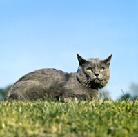 Picture of int ch pussy prince, chartreux cat lying on grass