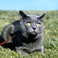 Picture of int ch pussy prince, chartreux cat  on grass staring