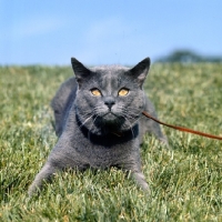 Picture of int ch pussy prince, chartreux cat lying on grass