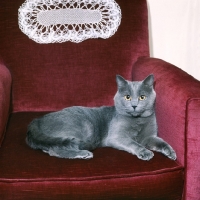 Picture of int ch puyleveque dâ€™andeyola, chartreux cat in an armchair in france