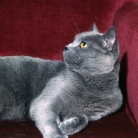 Picture of int ch puyleveque dâ€™andeyola, chartreux cat in france, lying on sofa