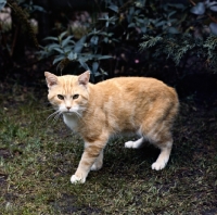Picture of int ch red robber knight, manx cat in a garden